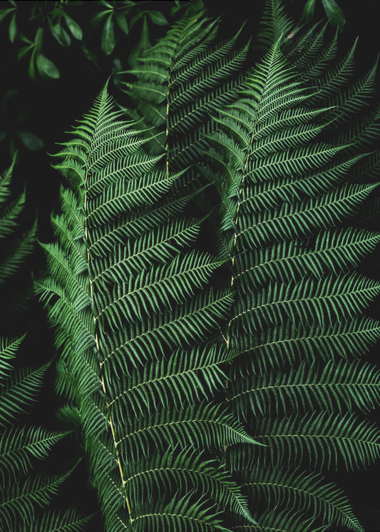 Dark Leaves 16 | Canvas