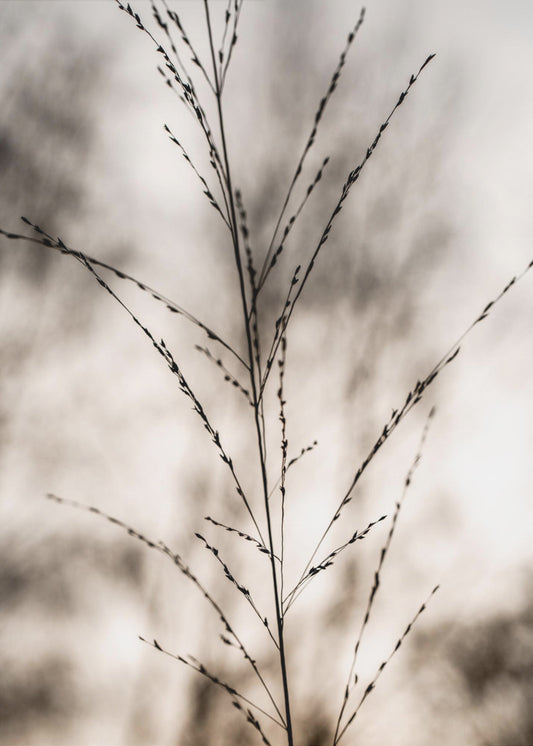 Grass 17 | Canvas