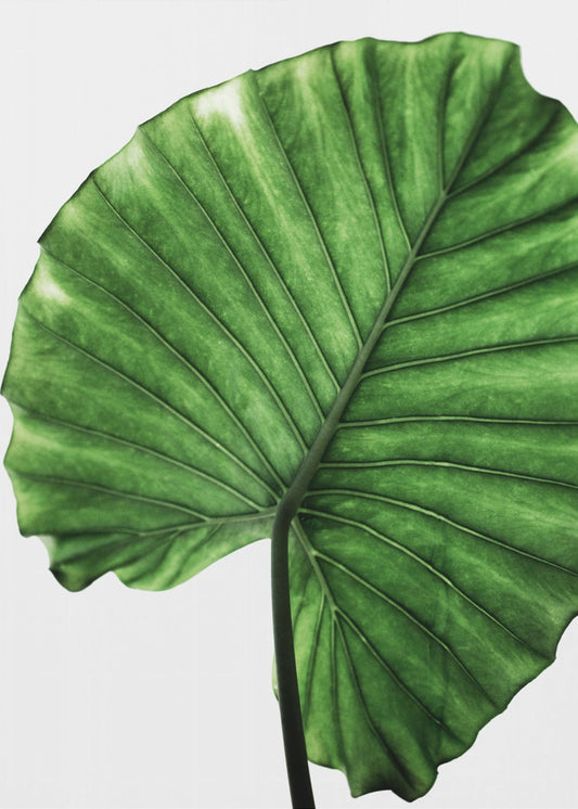 Leaves 11 | Canvas