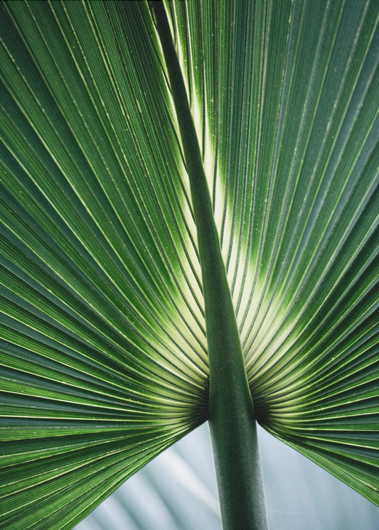 Leaves 12 | Poster
