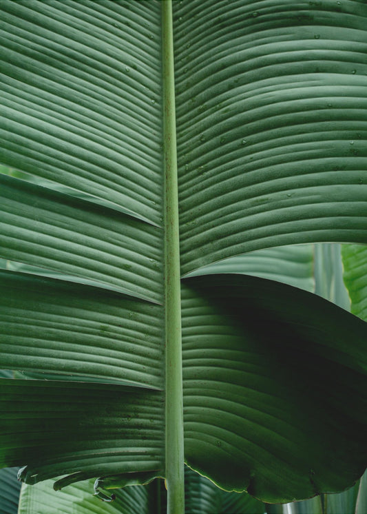 Leaves 15 | Canvas