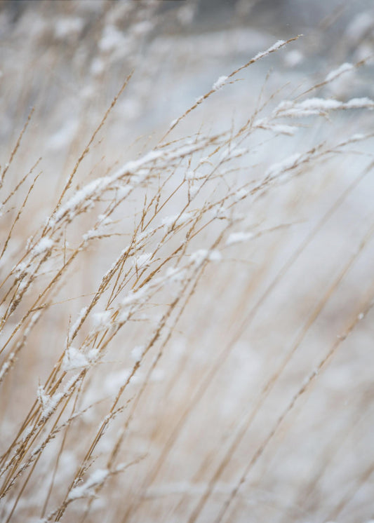 Winter Grass | Poster