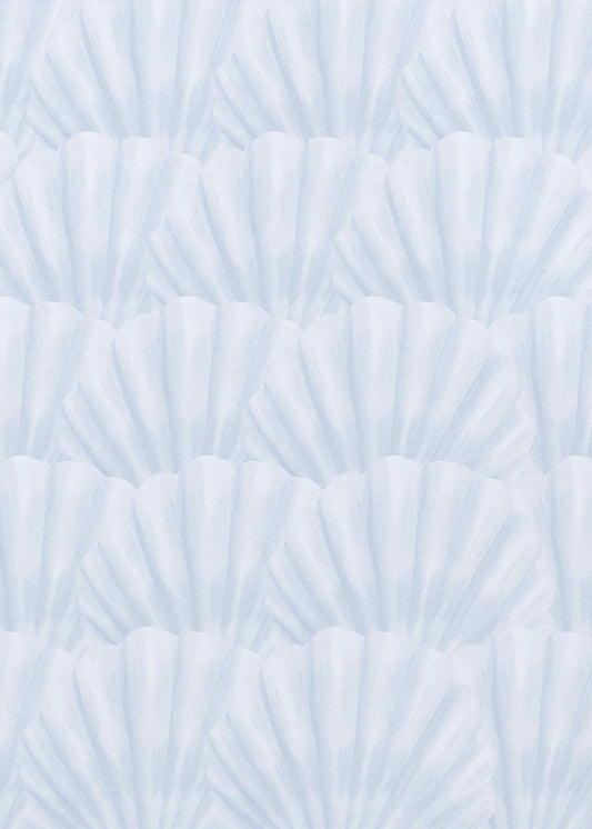 Seashells | Canvas