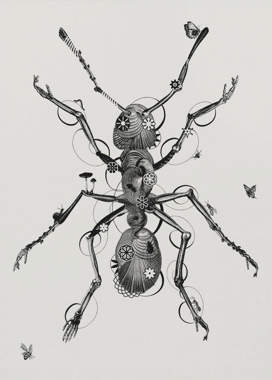 Ant | Canvas