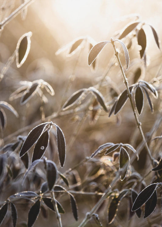 A Winter Morning 6 | Canvas