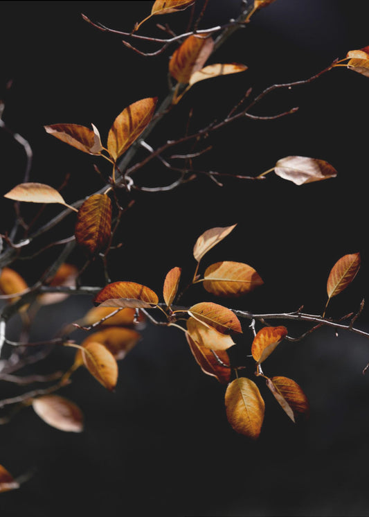 Autumn Leaves 15 | Canvas