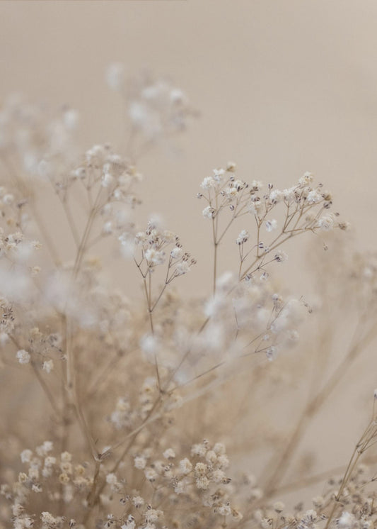 Babys Breath 1 | Poster