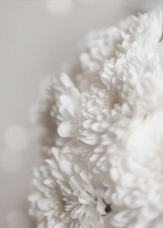White Flowers | Canvas