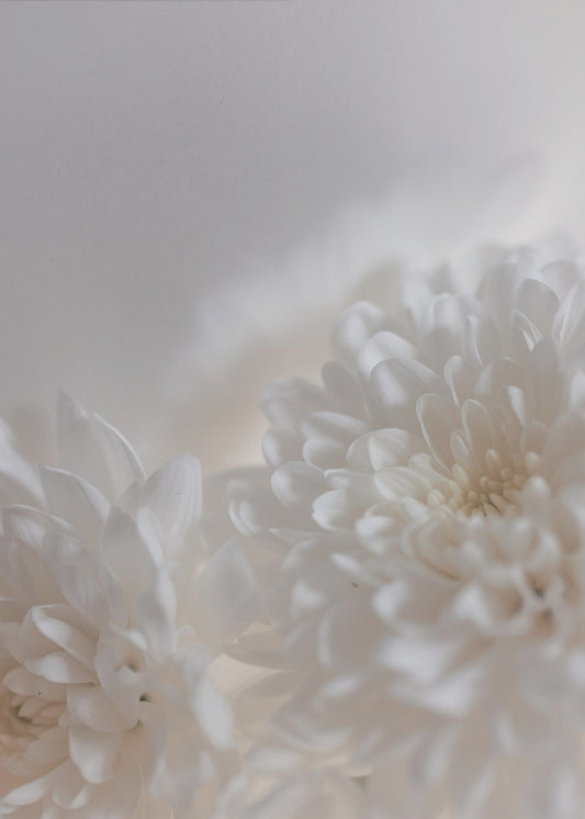 White Flowers 3 | Canvas