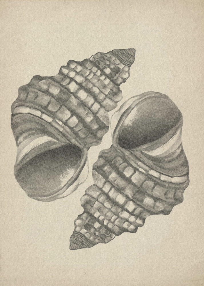 Seashells | Canvas