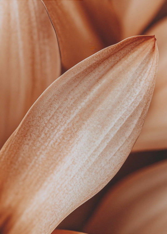 Amber Petal Elegance | Canvas