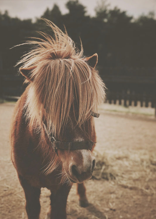 Pony with a Shaggy Mane | Poster
