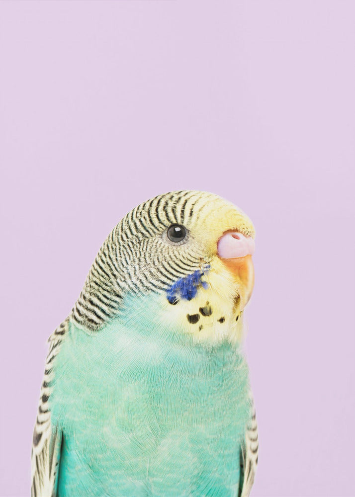Badgie | Poster