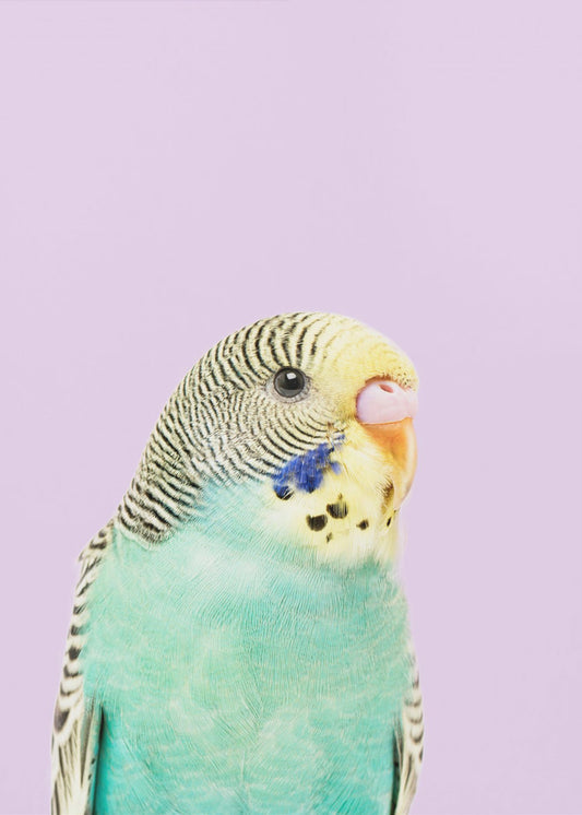 Badgie | Poster