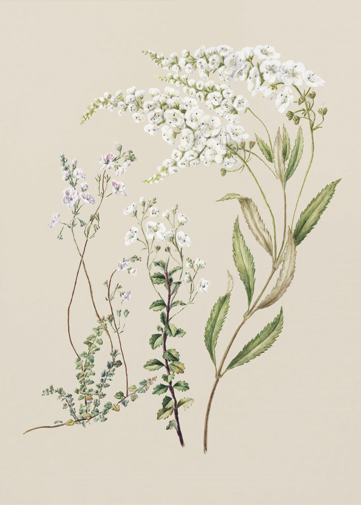 Veronica Drawn By Sarah Featon (1848–1927) | Canvas