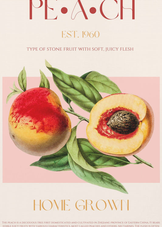 Vintage Style Peach Illustration | Canvas
