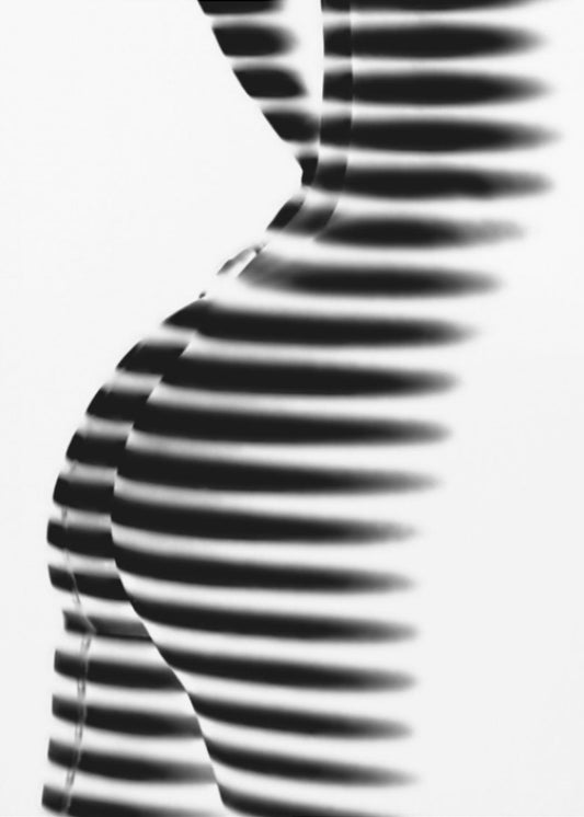 Zebra | Canvas