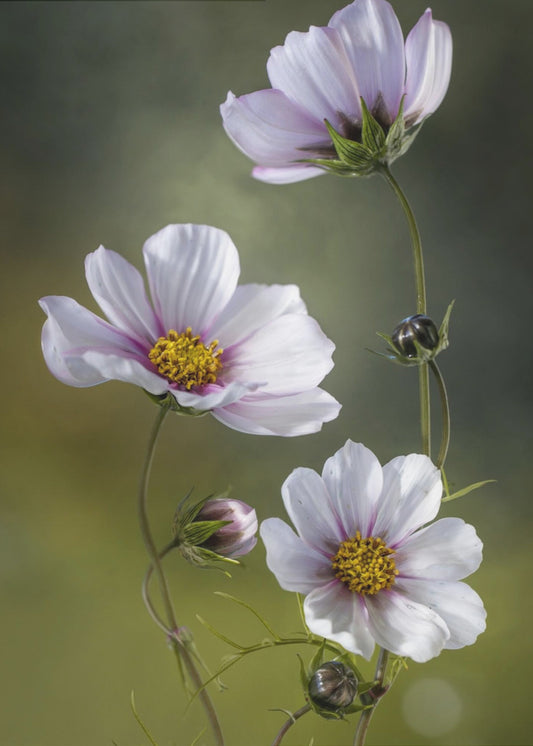 *Cosmos | Canvas