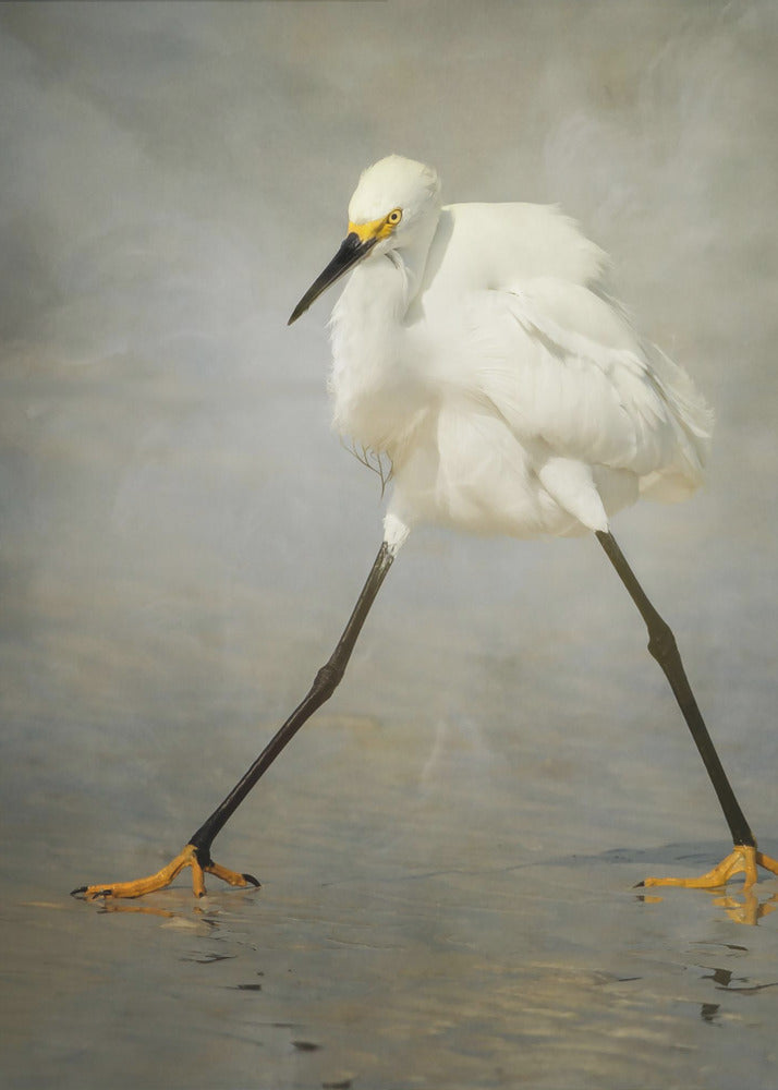 The Rock Star | Poster