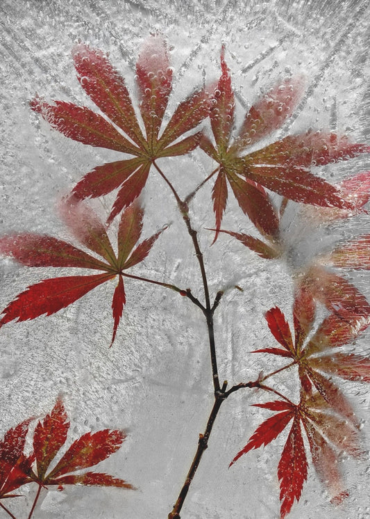 red maple | Canvas